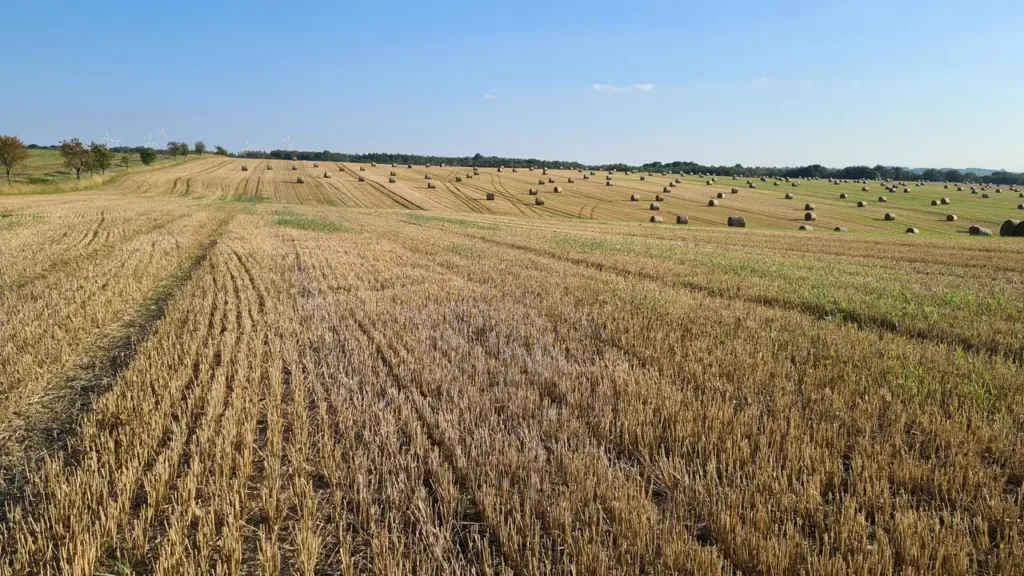 abgeerntetes Feld