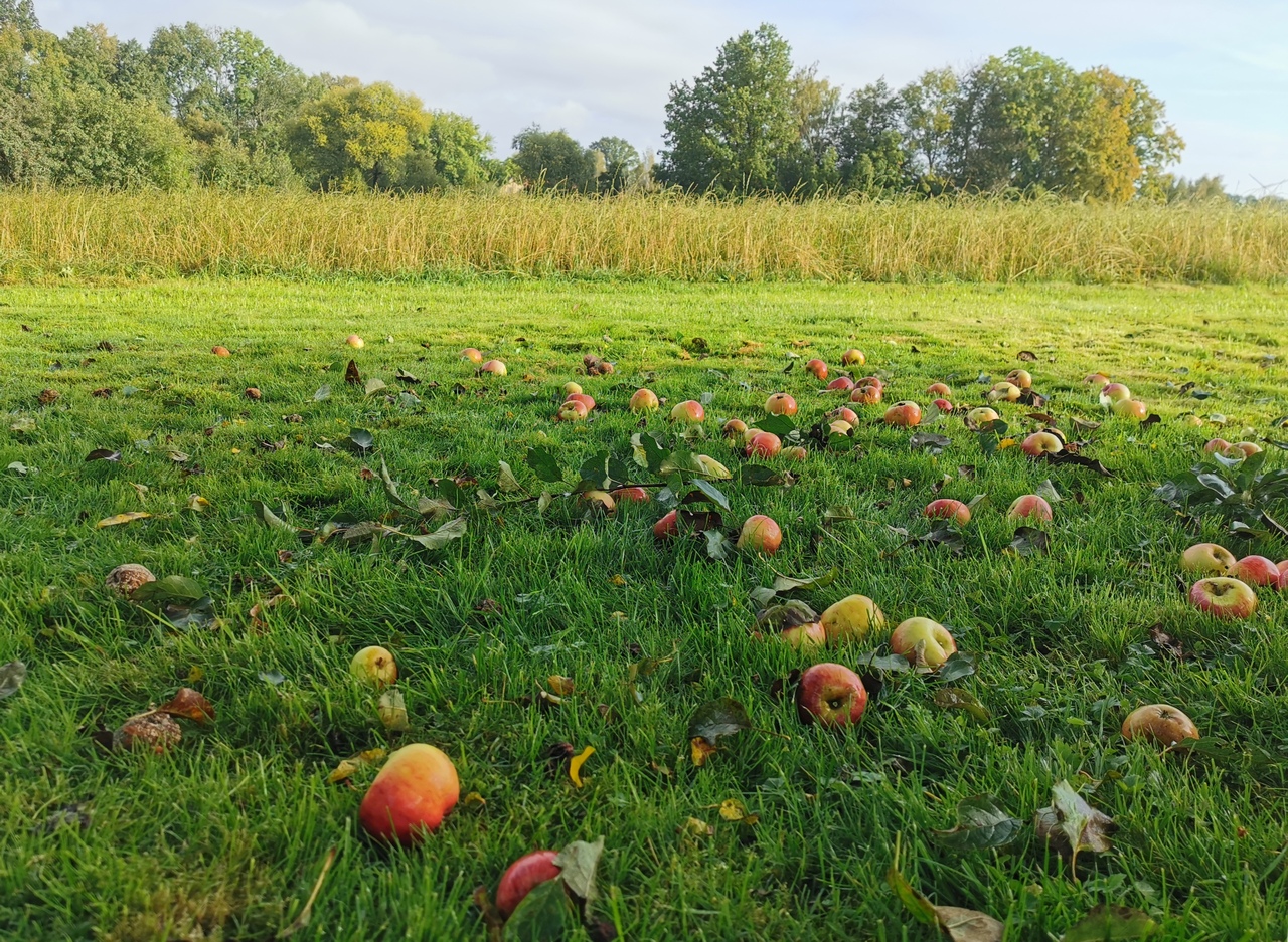 Herbstwiese mit Äpfeln