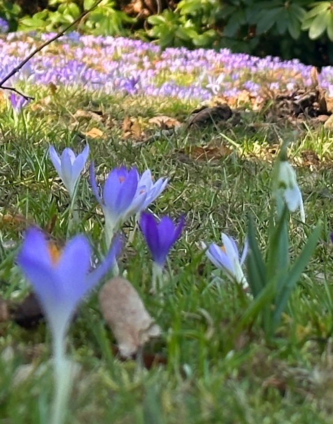 Frühling und Krokusse
