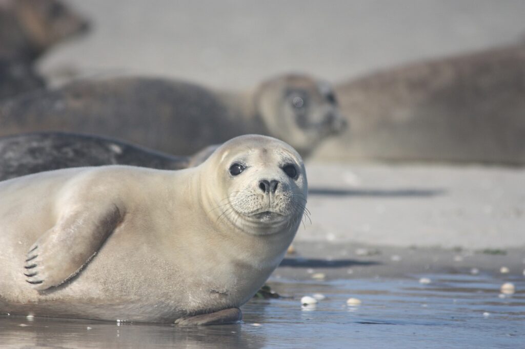 Seehund auf einer Sandbank