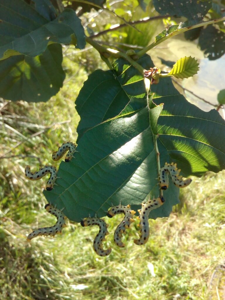 Raupen (Breitfüßige Birkenblattwespe) am Erlenblatt