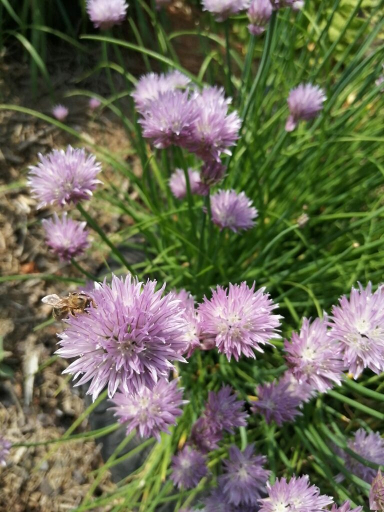 Wildbienen am Schnittlauch