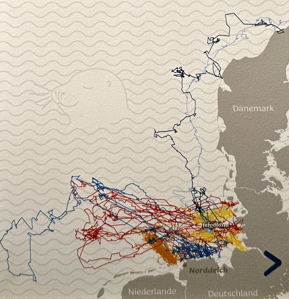 Routen aufgezogener Seehunde im Wattenmeer